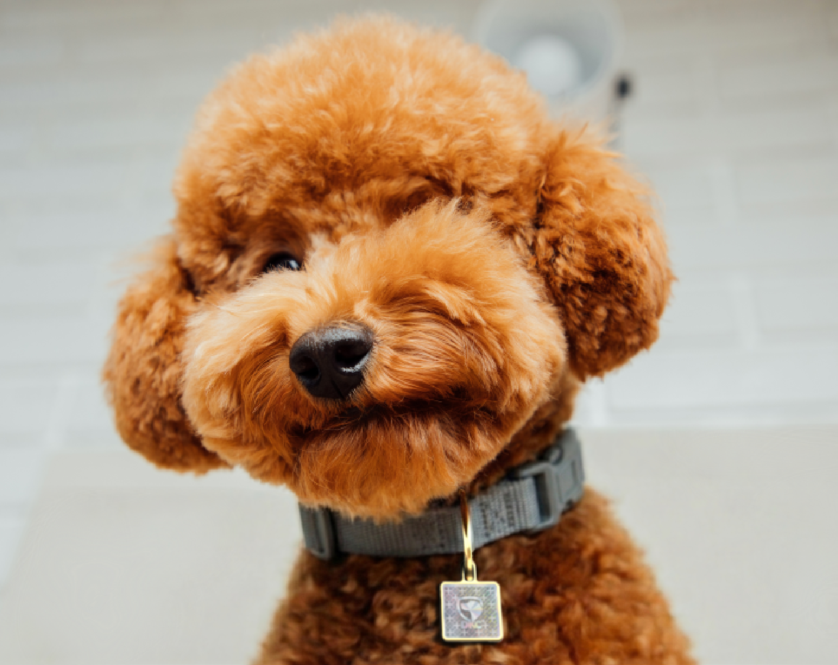 Poodle with DKC Tag